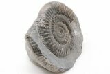 Ammonite (Dactylioceras) Fossil - England #199439-2